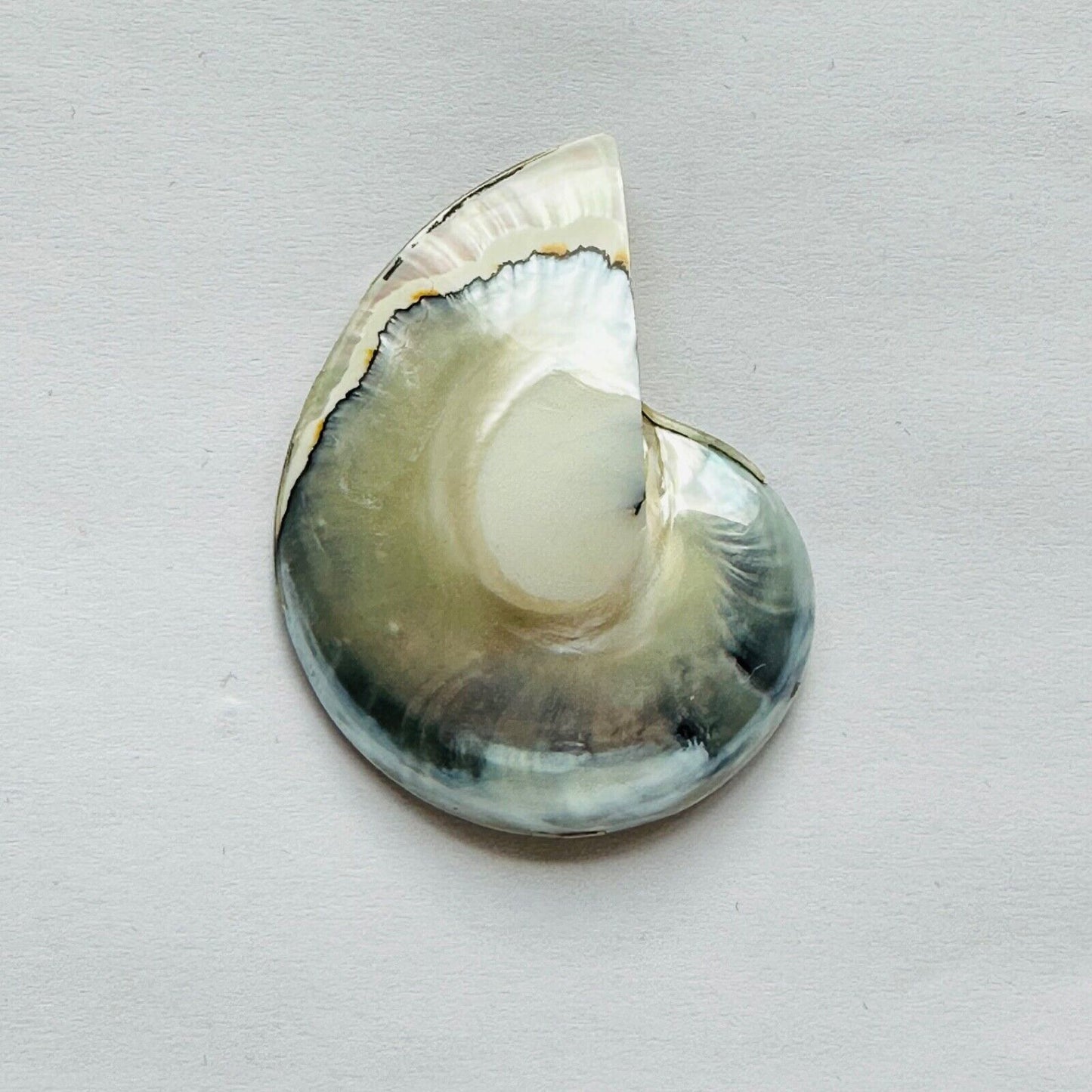 A Very Beautiful Sea Mussel With A Rare Color Mix Directly From Nature