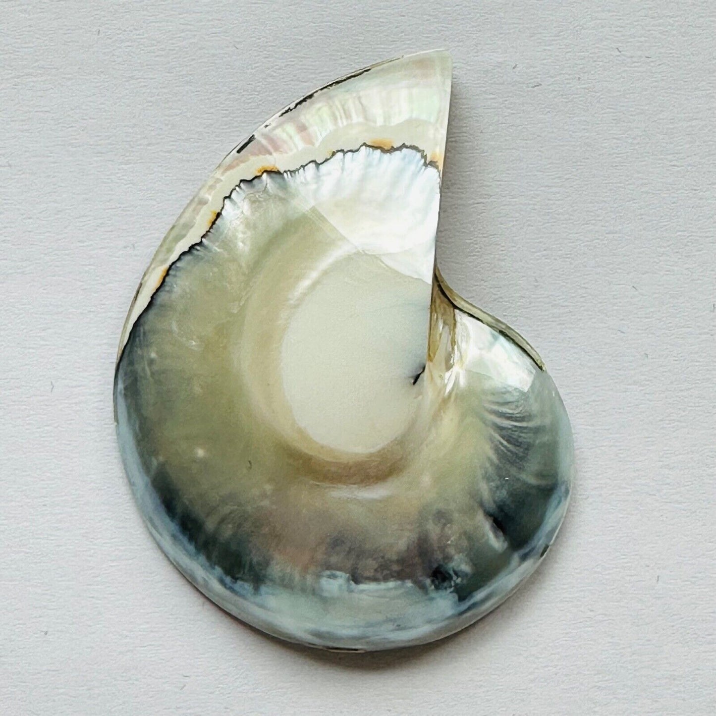A Very Beautiful Sea Mussel With A Rare Color Mix Directly From Nature