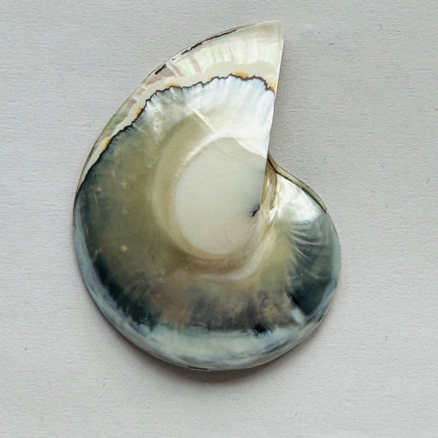 A Very Beautiful Sea Mussel With A Rare Color Mix Directly From Nature