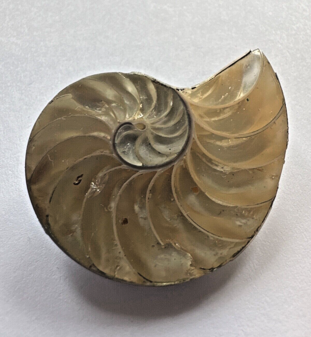 A Very Beautiful Sea Mussel With A Rare Color Mix Directly From Nature